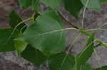 Cottonwood